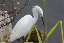 Merritt Island National Wildlife Refuge Kayak Tour